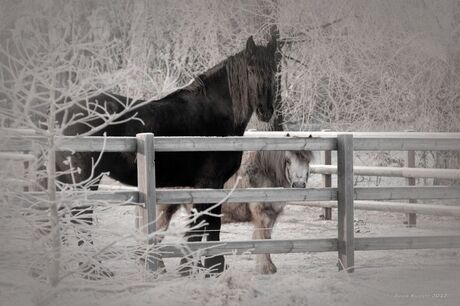 Paarden in de winter