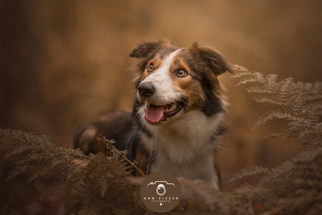 Bordercollie in het bos