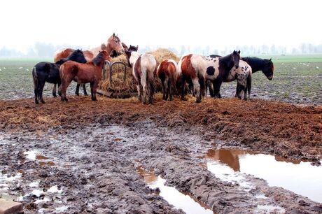 Paarden in landschap