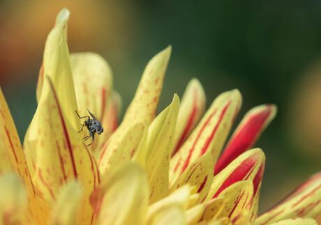 Vlieg op Dahlia