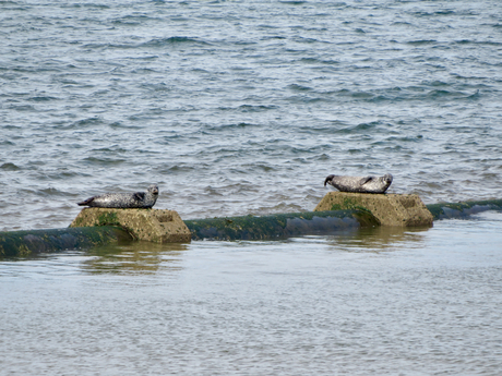 Zeehonden 2