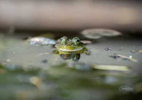 Mr Frog 