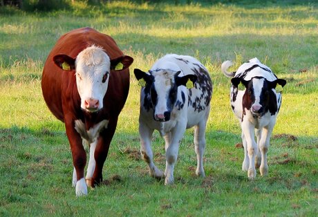 Les trois vaches.