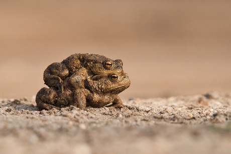 Het is weer stapeltijd!