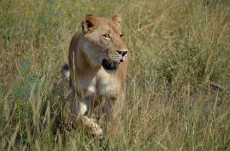 Leeuw nadert, spannend! Kruger Park