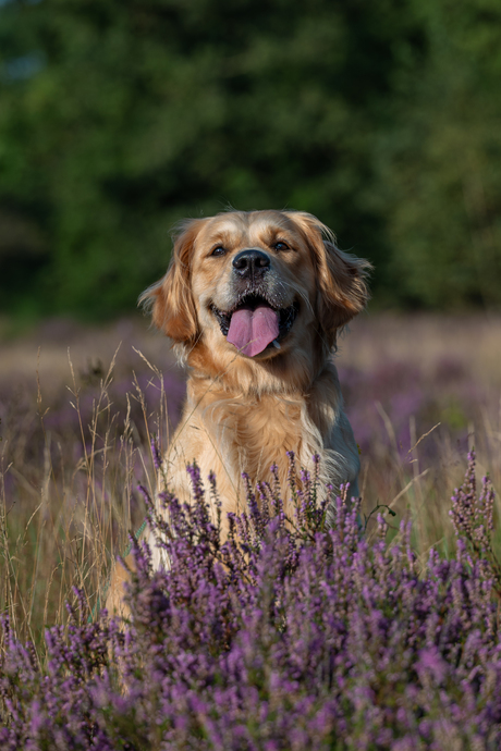 Blij ei in de heide