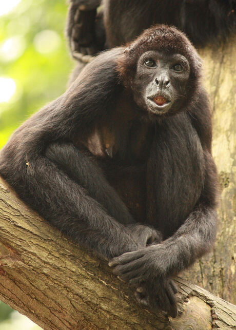 Singapore Zoo 2009