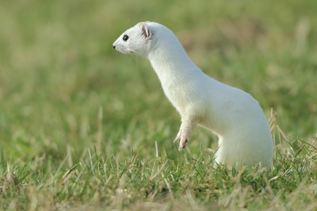 Hermelijn in wintervacht
