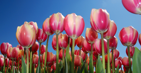 Tulpen in Noord Holland