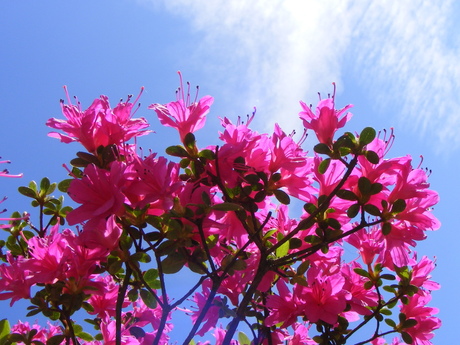 de eerst bloesem in de tuin