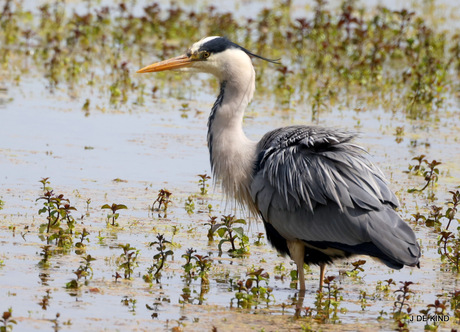 blauwe reiger