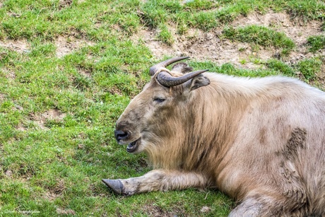 gouden takin