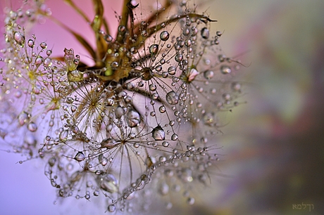 Raindrops......