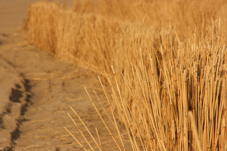 De gouden duinen