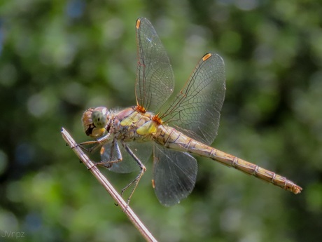 Bruinrode heidelibel 