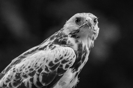 Waar het oog alles ziet