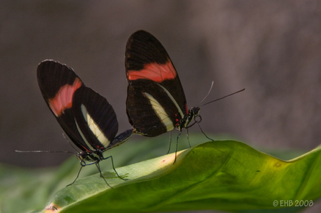 paartje vlinders