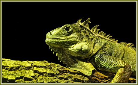 Groene leguaan (Iguana Iguana)