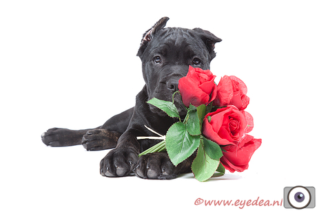 Cane Corso King - roosjes....