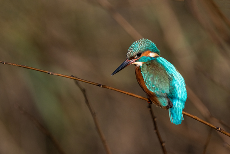 ijsvogel