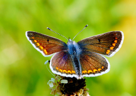 Bruin blauwtje ( Aricia agestis )