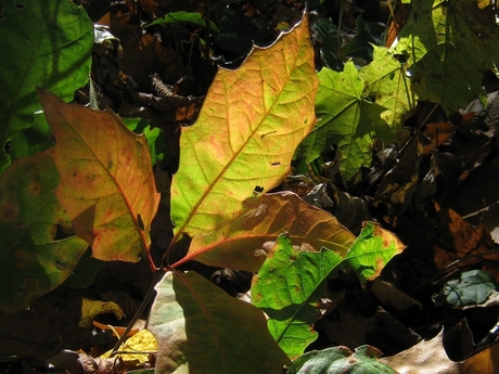 Herfst lichtval