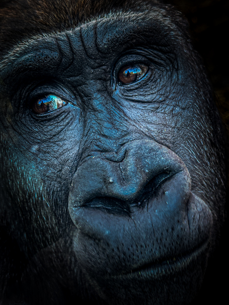 Portret gorilla 