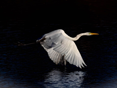 De grote zilverreiger (Ardea alba)