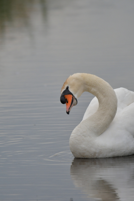 Zwaan met onderkin