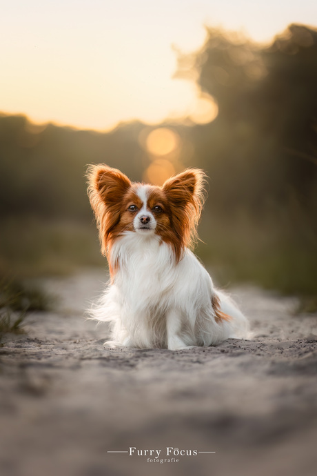 Vlinderhondje op het zandpad