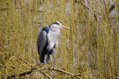 Blauwe reiger