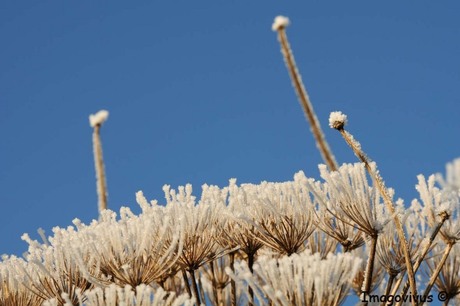 Schoonheid natuur in winter