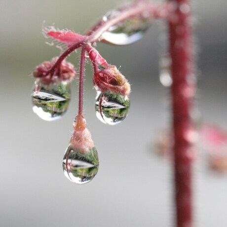 waterdruppels aan bloem