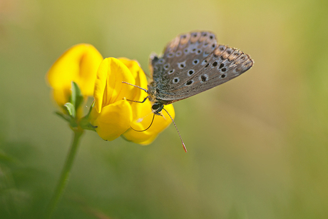 blue on yellow