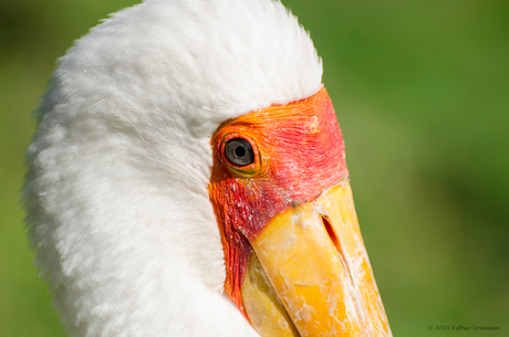 Exotische vogel