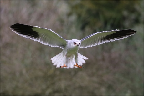 grijze wauw in landing