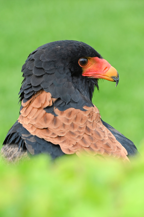 Bateleur