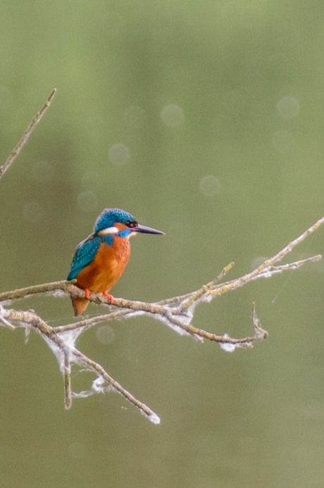 De ijsvogel