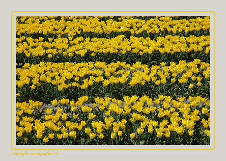 Tulips - Yellow