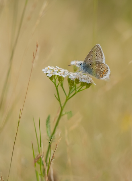 Icarus blauwtje