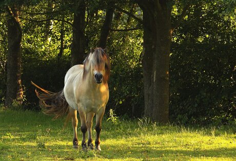 Cheval au long toupet, au petit matin.