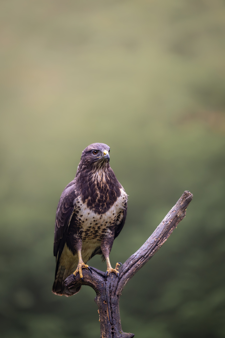 Buizerd in het bod