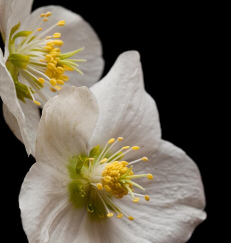 Helleborus