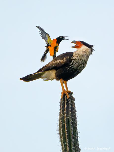 Ga van mijn cactus af!!