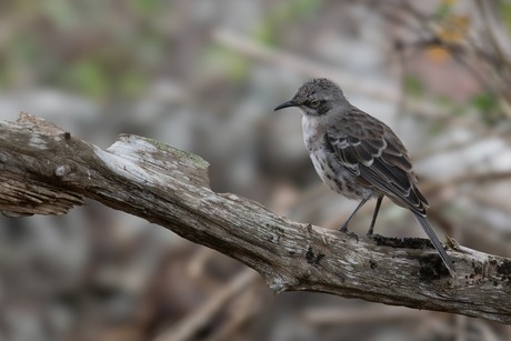 Spotvogel 