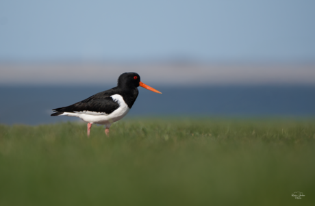 Mooie kleurencombinatie