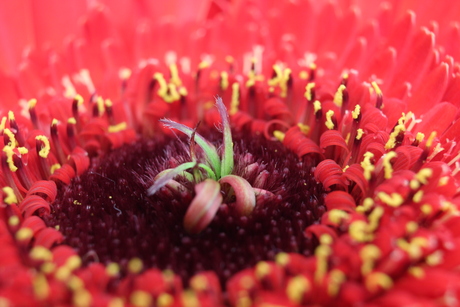 Gerbera