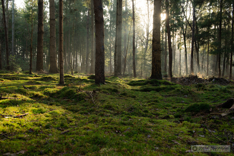 zon in het bos