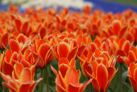 Tulpen