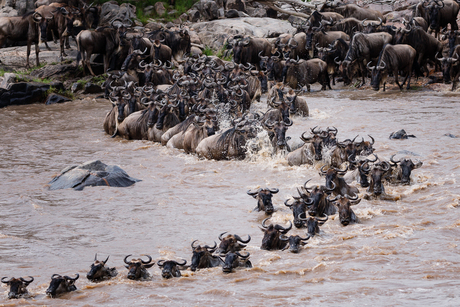 Crossing Serengeti Tanzania